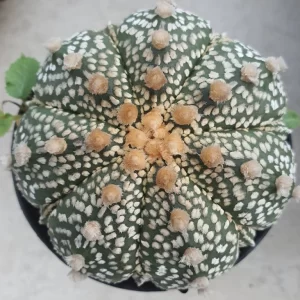 Astrophytum asterias 100 seeds