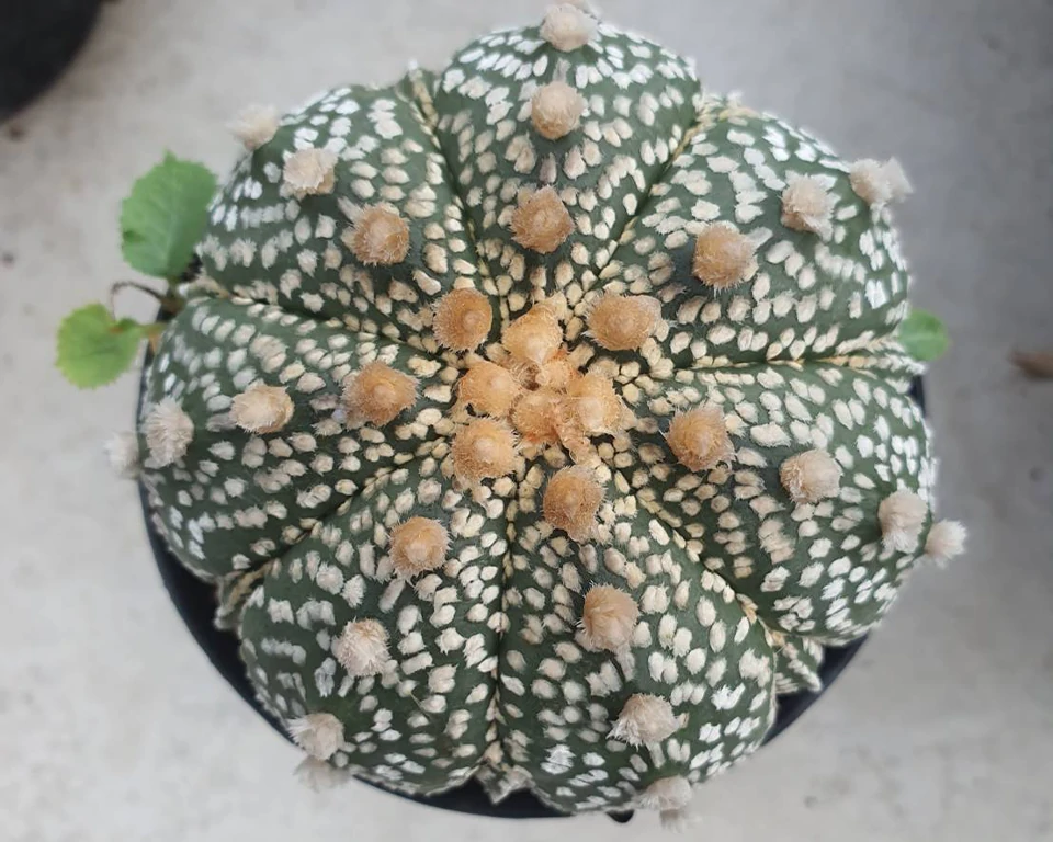 Astrophytum asterias 100 seeds