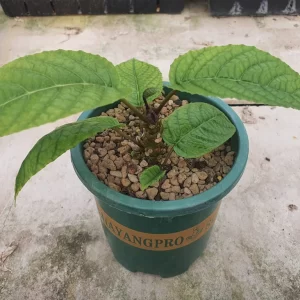 Dorstenia Elata 10 seeds