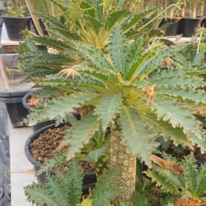 Dorstenia Horwoodii hybrid 10 seeds