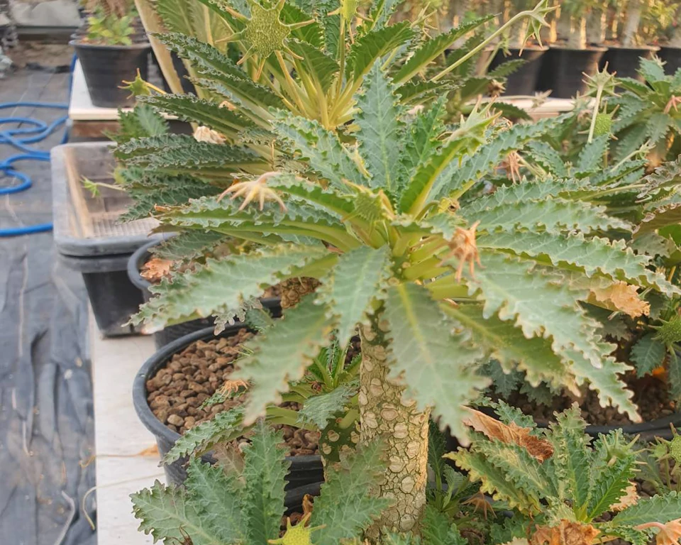 Dorstenia Horwoodii hybrid 10 seeds