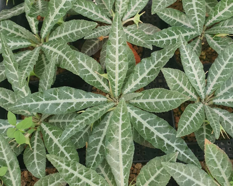 Dorstenia Lancifolia 10 seeds