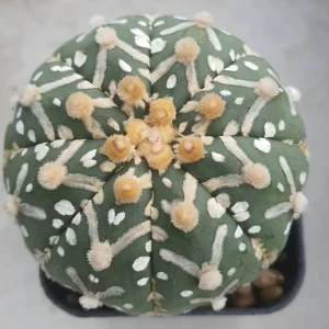 Astrophytum asterias V-type 100 seeds