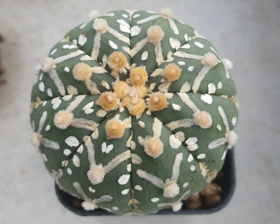 Astrophytum asterias V-type 100 seeds