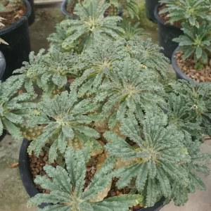 Dorstenia Lavrani hybrid 10 seeds