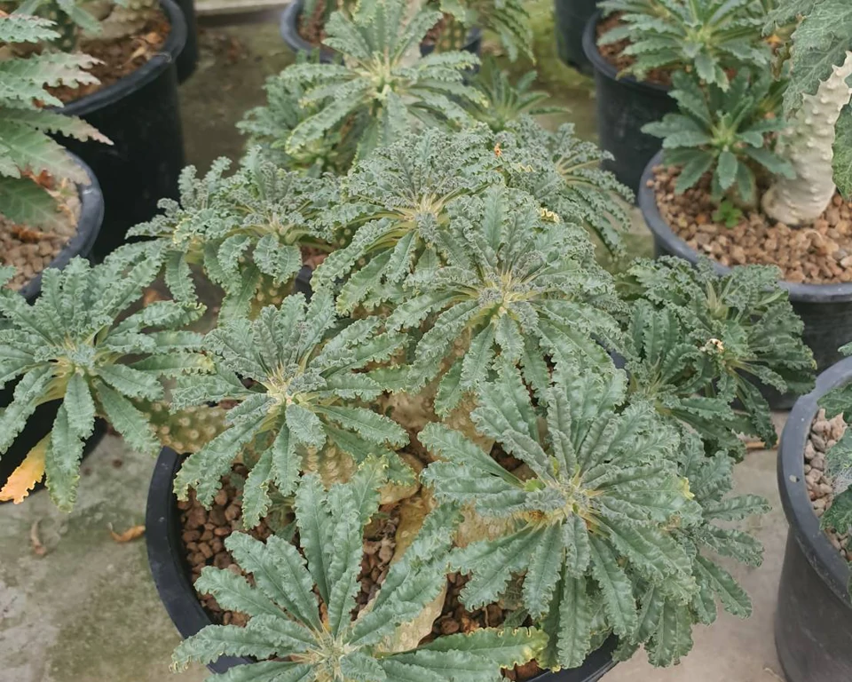 Dorstenia Lavrani hybrid 10 seeds - cactussulentseed