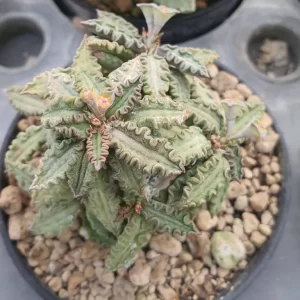 Euphorbia tulearensis 10 seeds