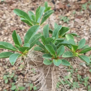 Euphorbia guillauminiana 10 seeds