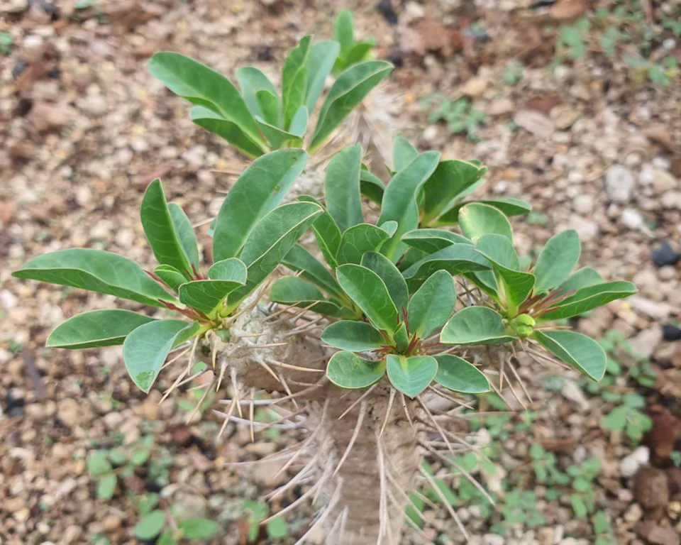 Euphorbia guillauminiana 10 seeds