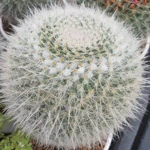 Mammillaria  Hahniana 100 seeds