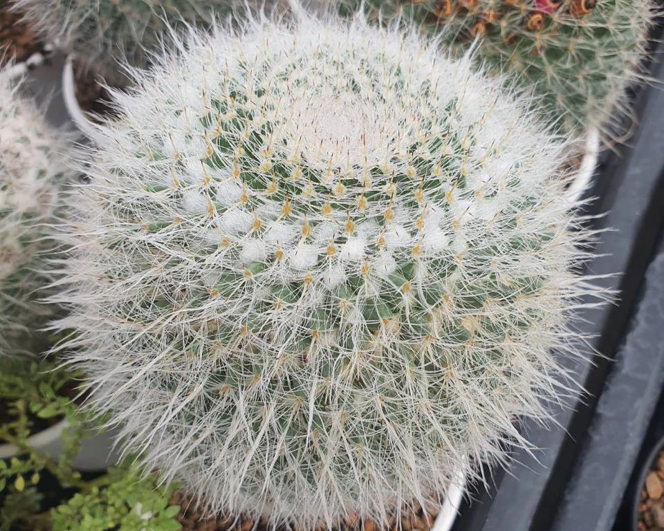 Mammillaria  Hahniana 100 seeds