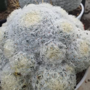 Mammillaria  Plumosa 100 seeds