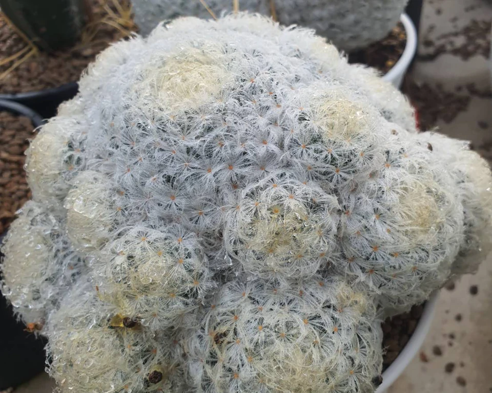 Mammillaria  Plumosa 100 seeds