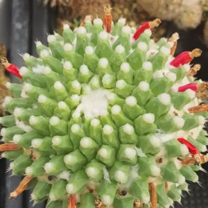 Mammillaria  Bucareliensis ‘Erusamu’ 100 seeds