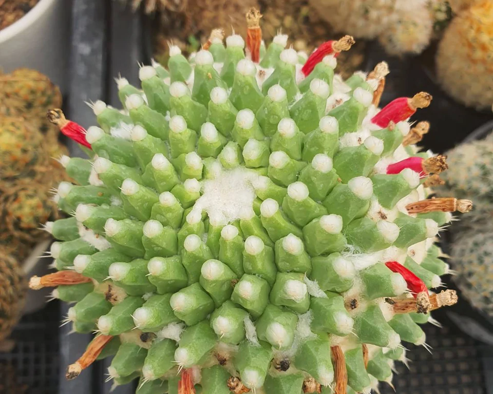 Mammillaria  Bucareliensis ‘Erusamu’ 100 seeds