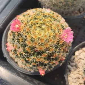 Mammillaria  Schiedeana 100 seeds