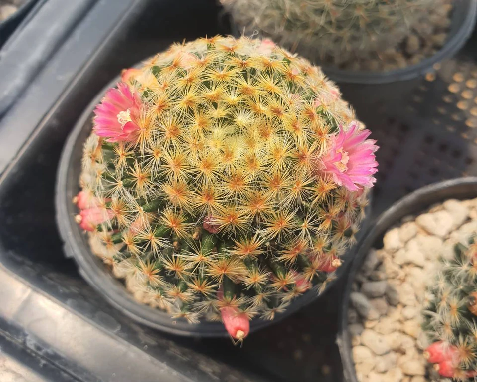 Mammillaria  Schiedeana 100 seeds