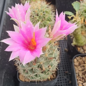 Mammillaria  Schumannii 100 seeds