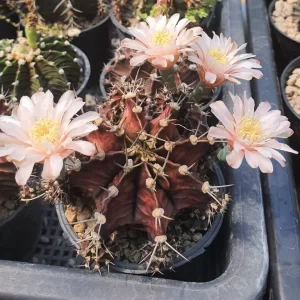 Gymnocalycium 100 seeds