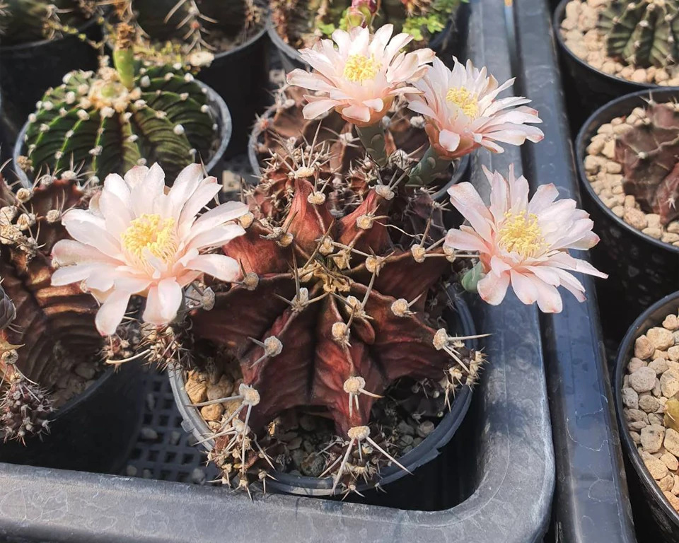 Gymnocalycium 100 seeds