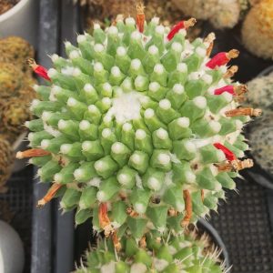 Mammillaria  Bucareliensis ‘Erusamu’ 100 seeds