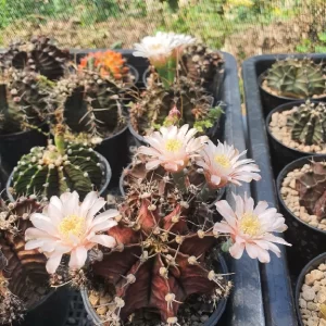 Gymnocalycium 100 seeds