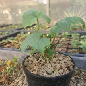 Dorstenia Contrajerva 10 seeds