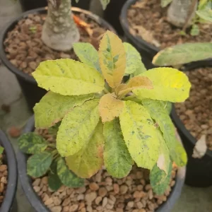 Dorstenia Foetida varigate 10 seeds