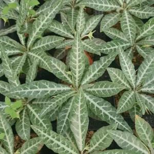 Dorstenia Lancifolia 10 seeds