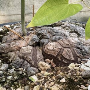 Dioscorea Mexicana 10 seeds