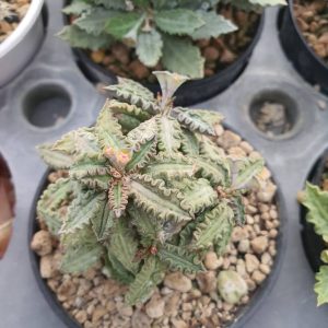 Euphorbia tulearensis 10 seeds