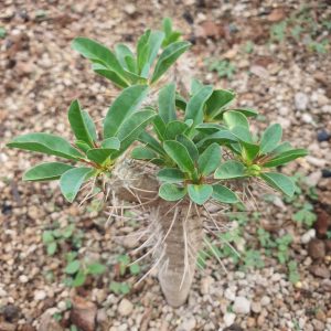 Euphorbia guillauminiana 10 seeds