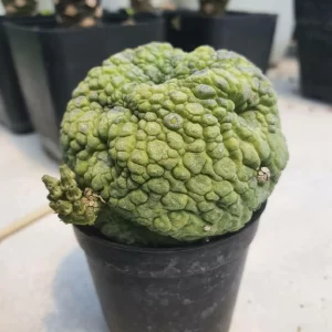 Pseudolithos Migiurtinus 10 seeds